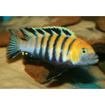 Cynotilapia Afra Cobue